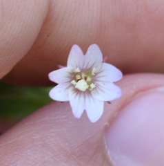 Epilobium adenocaulon