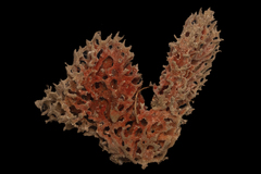 Dolabella auricularia