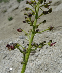 Scrophularia kiriloviana
