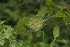 Clematis gouriana