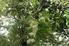 Clematis gouriana