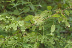 Clematis gouriana