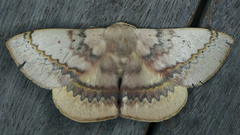 Anthela varia