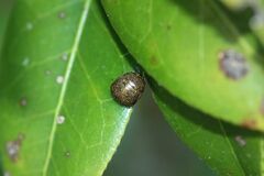 Megacopta punctatissima