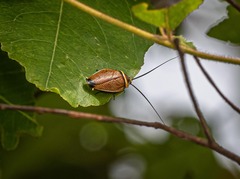 Ellipsidion