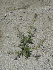 Scrophularia kiriloviana