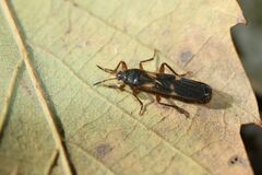 Pirkimerus japonicus
