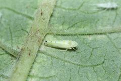 Limassolla multipunctata