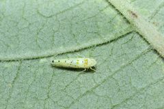 Limassolla multipunctata