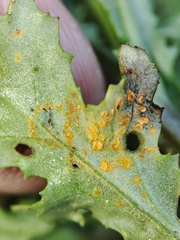 Coleosporium senecionis