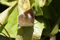 Curetis acuta
