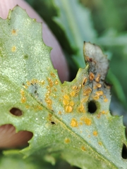 Coleosporium senecionis