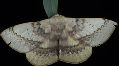 Anthela varia