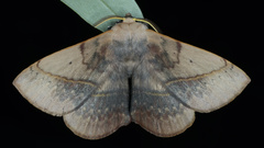 Anthela varia