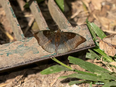 Euthalia monina kesava