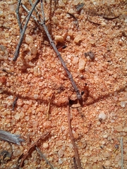 Opisthopsis rufithorax