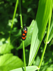 Cercopis vulnerata