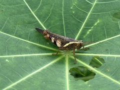 Xenocatantops humilis