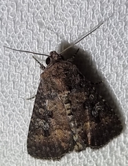 Condica illecta