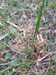 Austrostipa rudis