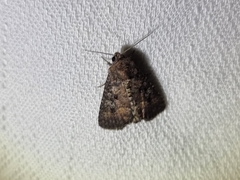 Condica illecta
