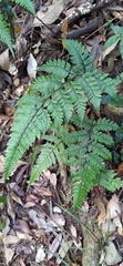 Athyrium arisanense