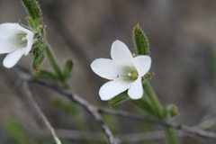 Orianthera