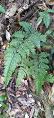 Athyrium arisanense