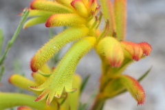 Anigozanthos