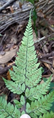 Athyrium arisanense