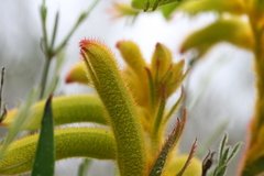 Anigozanthos