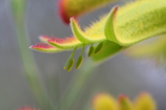 Anigozanthos
