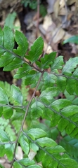Athyrium arisanense