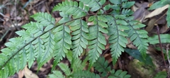 Athyrium arisanense