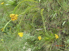 Inulanthera leucoclada