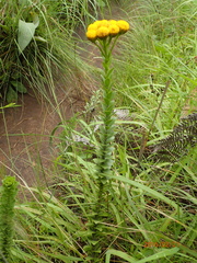 Inulanthera leucoclada