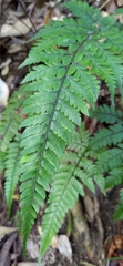 Athyrium arisanense