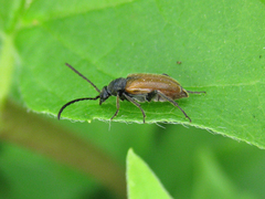 Pseudovadonia livida