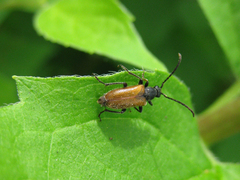 Pseudovadonia livida