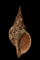 Charonia tritonis