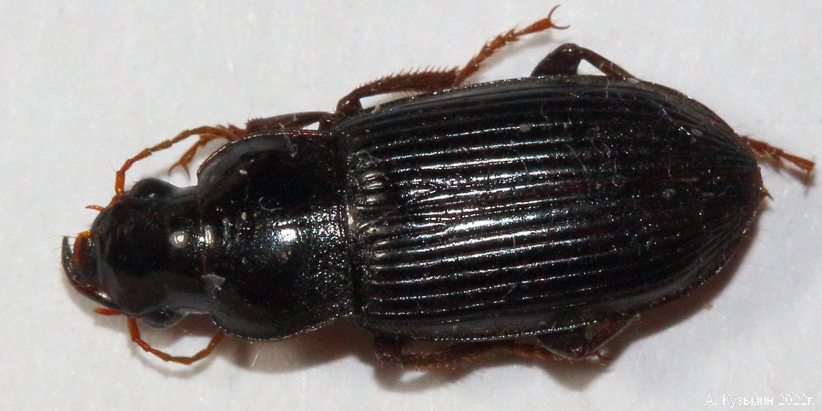 Жужелица Harpalus dimidiatus