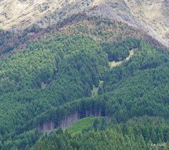 Pseudotsuga menziesii