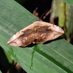 Hypopyra vespertilio
