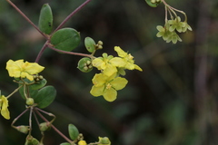 Sphedamnocarpus pruriens pruriens