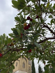 Arbutus