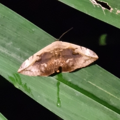 Hypopyra vespertilio