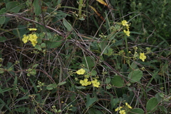 Sphedamnocarpus pruriens pruriens