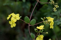 Sphedamnocarpus pruriens pruriens