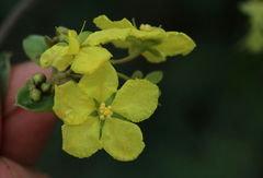 Sphedamnocarpus pruriens pruriens