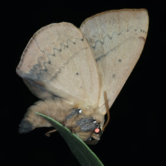 Anthela varia
